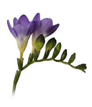 Freesia Biscaya Dbl holl