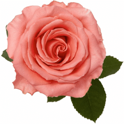 Rose Amsterdam 60cm misty