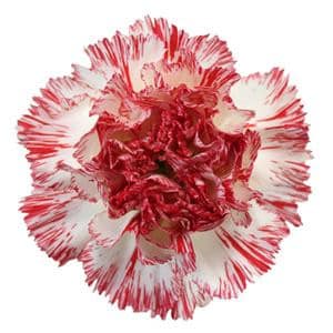 Carn Select Peppermint cont