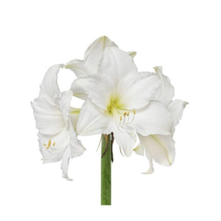 Amaryllis CmasGift holl.(st)