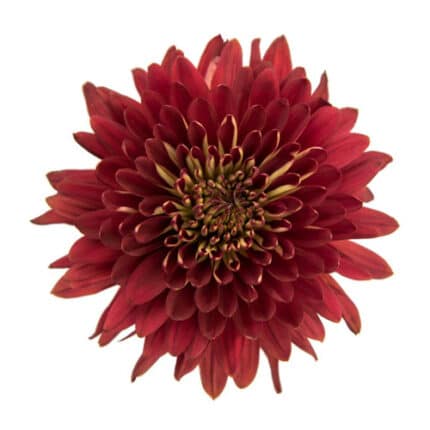 Mum Disbud Magnum Red rio