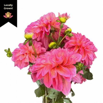 Dahlia Pink local