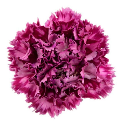 Carn Pixel Purple holex