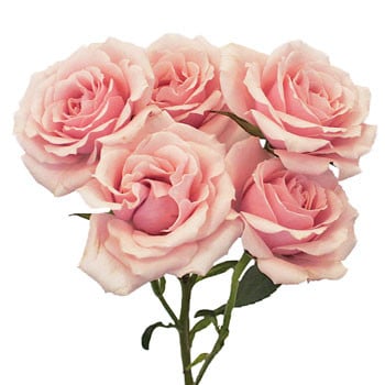 RoseSpray PkMaj sole