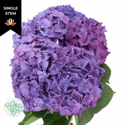 Hydrangea Rodeo Purple hol