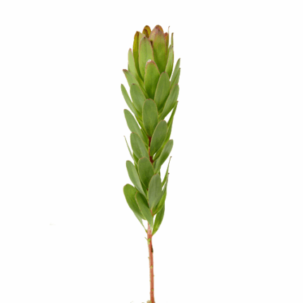 Leuca. Green camflor