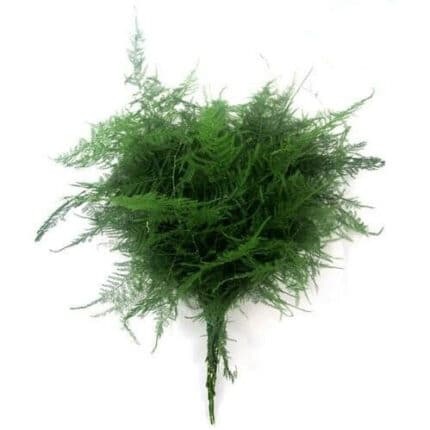 PLUMOSA (25)