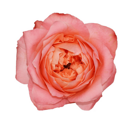 Rose Dragonfly 50cm Rosaprima