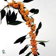 Euphorbia Orange holl
