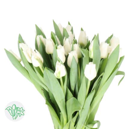 Tulip Frill White holl
