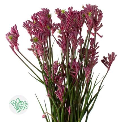 Kangaroo Paws Mini Pearl holl