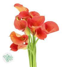 Calla Sunset Passion holl