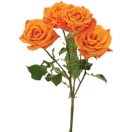 f7ee4f05-2030-49bd-b01c-7fc68fb479af.png RoseSpray Org tessa - Image 1