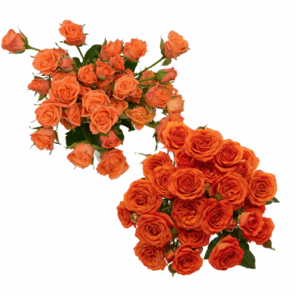 RoseSpray Org Mixed 5bu