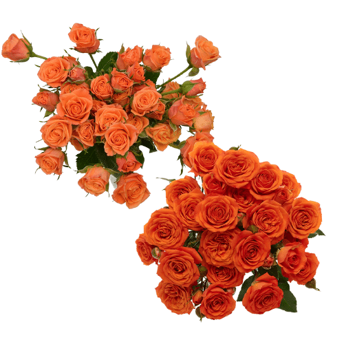 f7f1d6d5-d434-4b32-a631-79352c2b01f9.png RoseSpray Org Mixed 5bu - Image 1