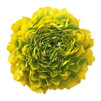 Ranunculus Pon Yellow israel