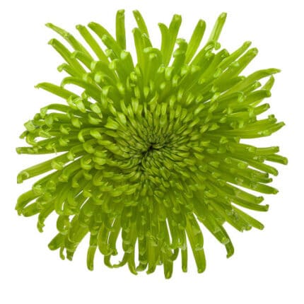 Mum Delistar Green bella