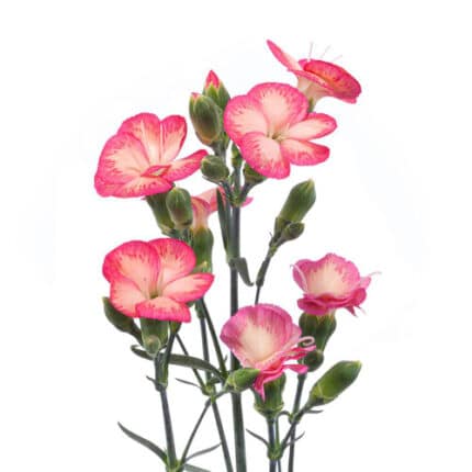 Dianthus Sparks Orange bmark