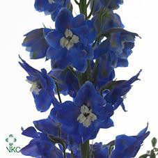 Delph Candle Blue holex
