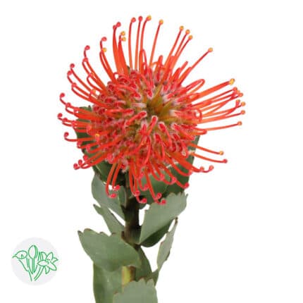 Pins Succession Red splendor(S