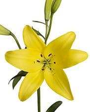 Lily La Yellow rfi