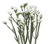 Statice White trilogy