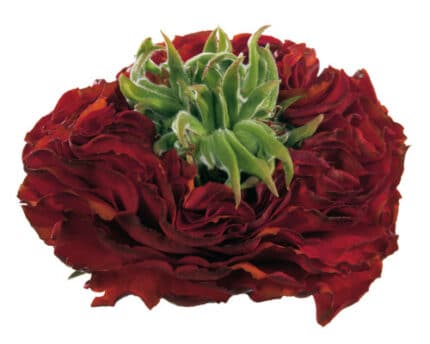 Rose Red Eye hosa(st)