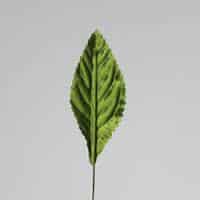 Corsage leaves 3" moss (100