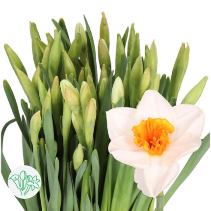 Daffodil JohannStrauss holl