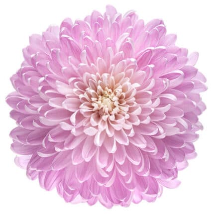 Mum Disbud Magnum Pink fresca