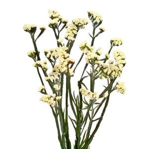 Statice tisssue rainbow rio