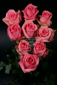 Pavarotti (pink)50/60 rfi