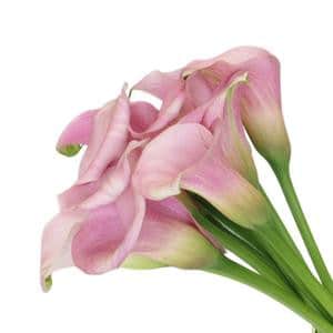 Calla Pink Melody holl