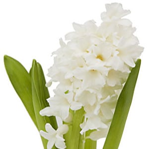 Hyacinth White King by