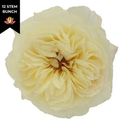 Rose Garden Leonora rprima(12st)