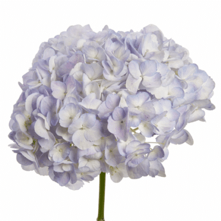 Hydrangea Antique Lila Gro