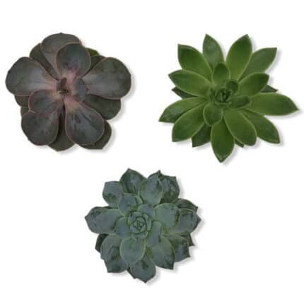 Succulent Asst Small(STEM)