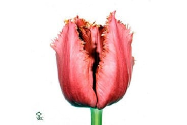 Tulip Frill MadisonGdn holl