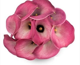 Calla Pink Jewel holl