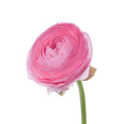 Ranunculus Med Pink chile