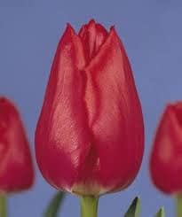 TULIP CHRISTMAS CAROL Holl