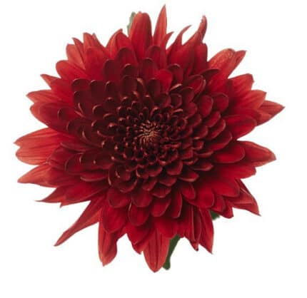 Pom Cushion Magna Red rio