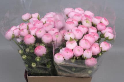 Ranunculus Cloony Rosana holl(