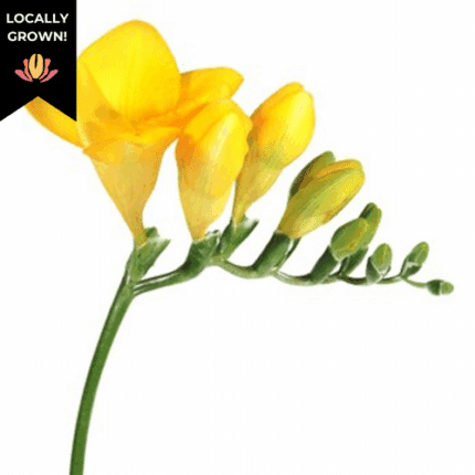 Freesia Yellow hendricks