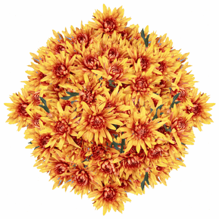 Pom Cushion Merkel Brz SOLE