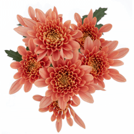 Pom Cushion Salmon Veronica sole