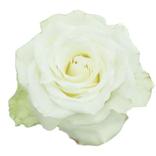 f9019c99-06d5-4b34-8b91-3e1671ff8d26.jpg Rose Mia 60cm rio - Image 1