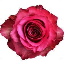 Rose Lola(25st) 40cm rfi