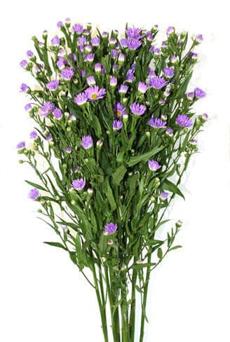 Casino Purple p&f