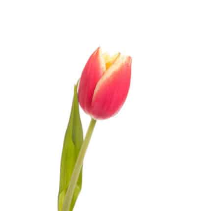 Tulip RedYellow var holl